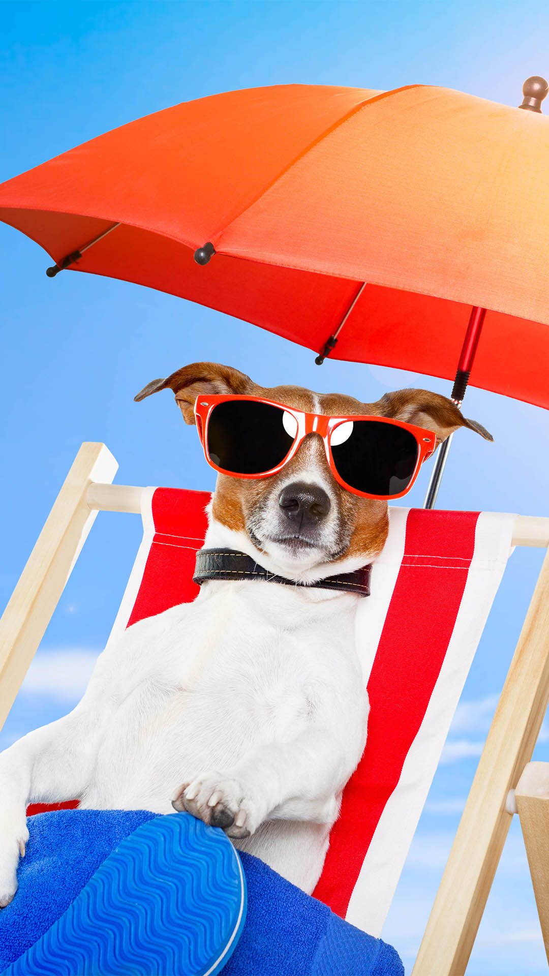 Summer Dog iPhone Wallpaper HD
