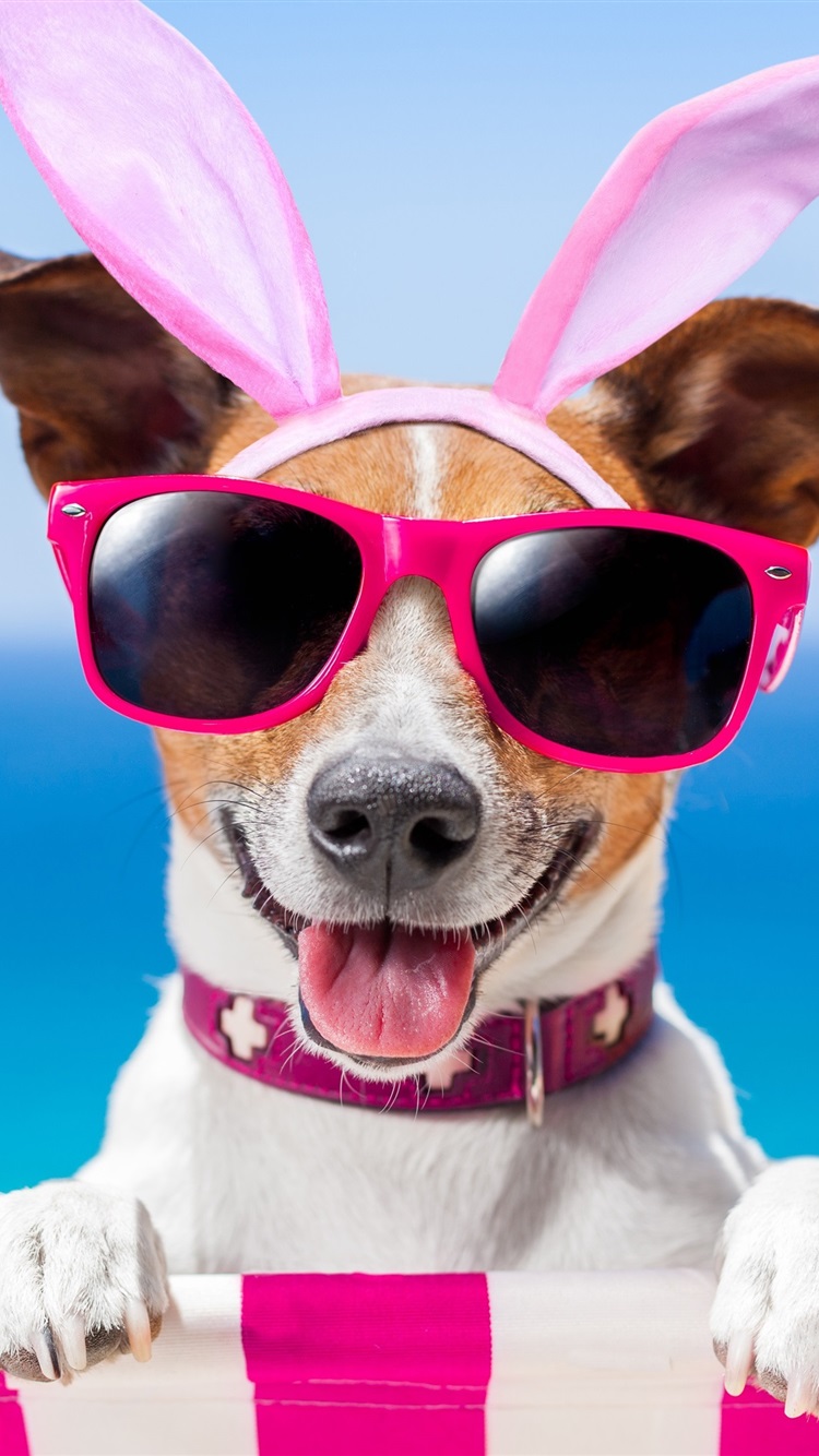 Funny Dog, Glasses, Butterfly, Summer 1080x1920 IPhone 8 7 6 6S Plus Wallpaper, Background, Picture, Image