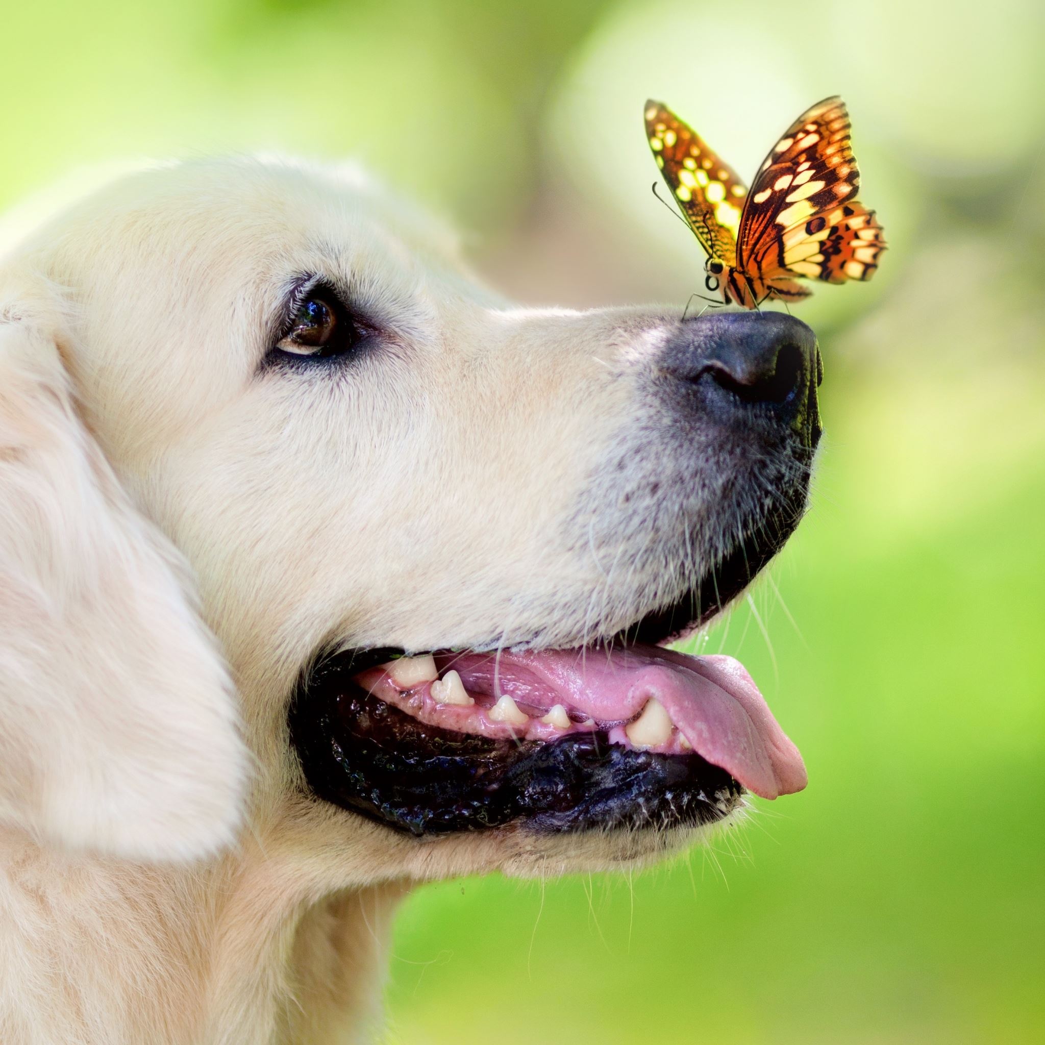 Dog Muzzle Butterfly Tongue Sticking Out Spring Summer iPad Air Wallpaper Free Download