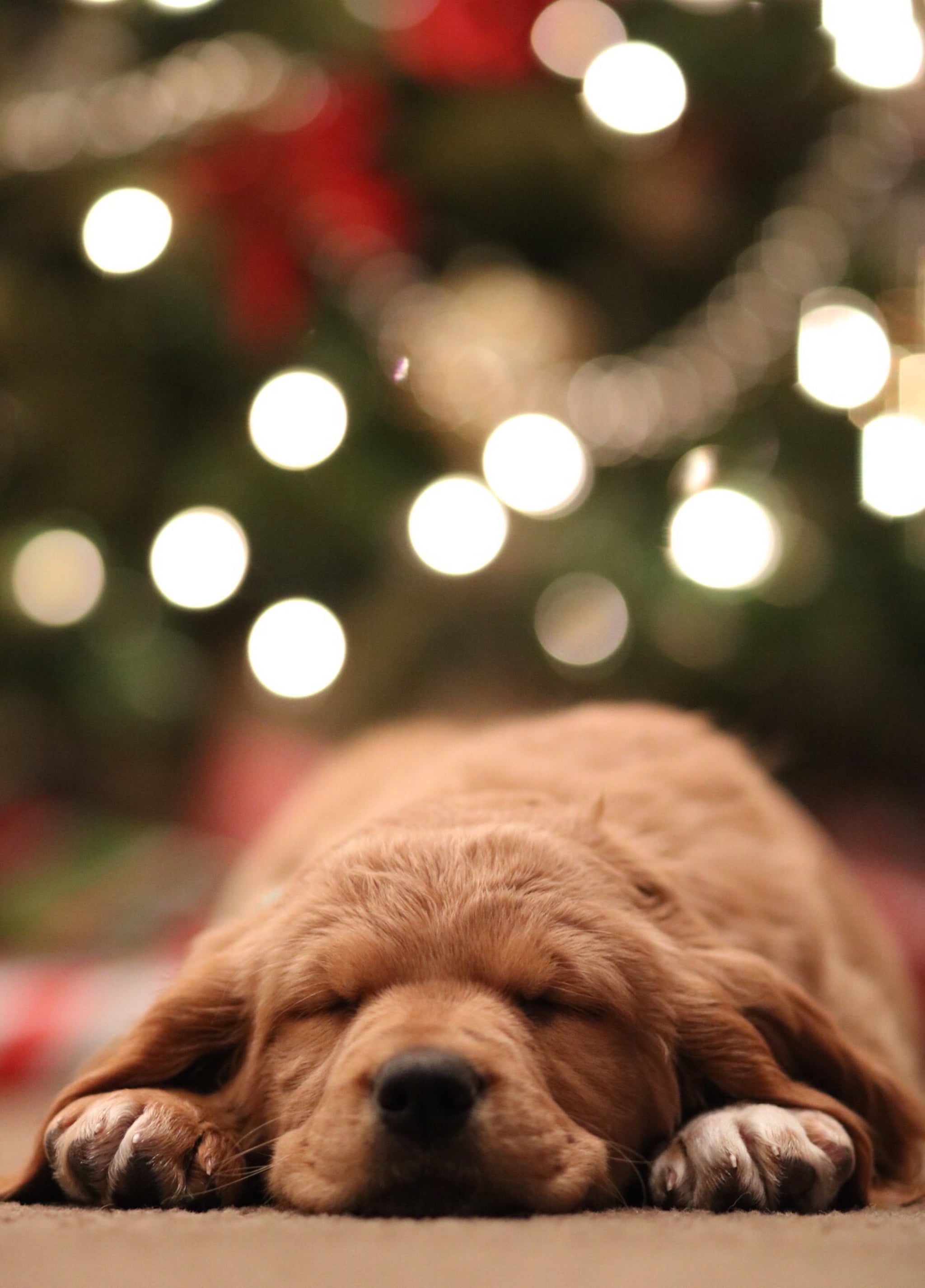 Christmas Puppy iPhone Wallpaper Christmas Wallpaper That'll Make Your Home Screen Aesthetically Pleasing This Holiday