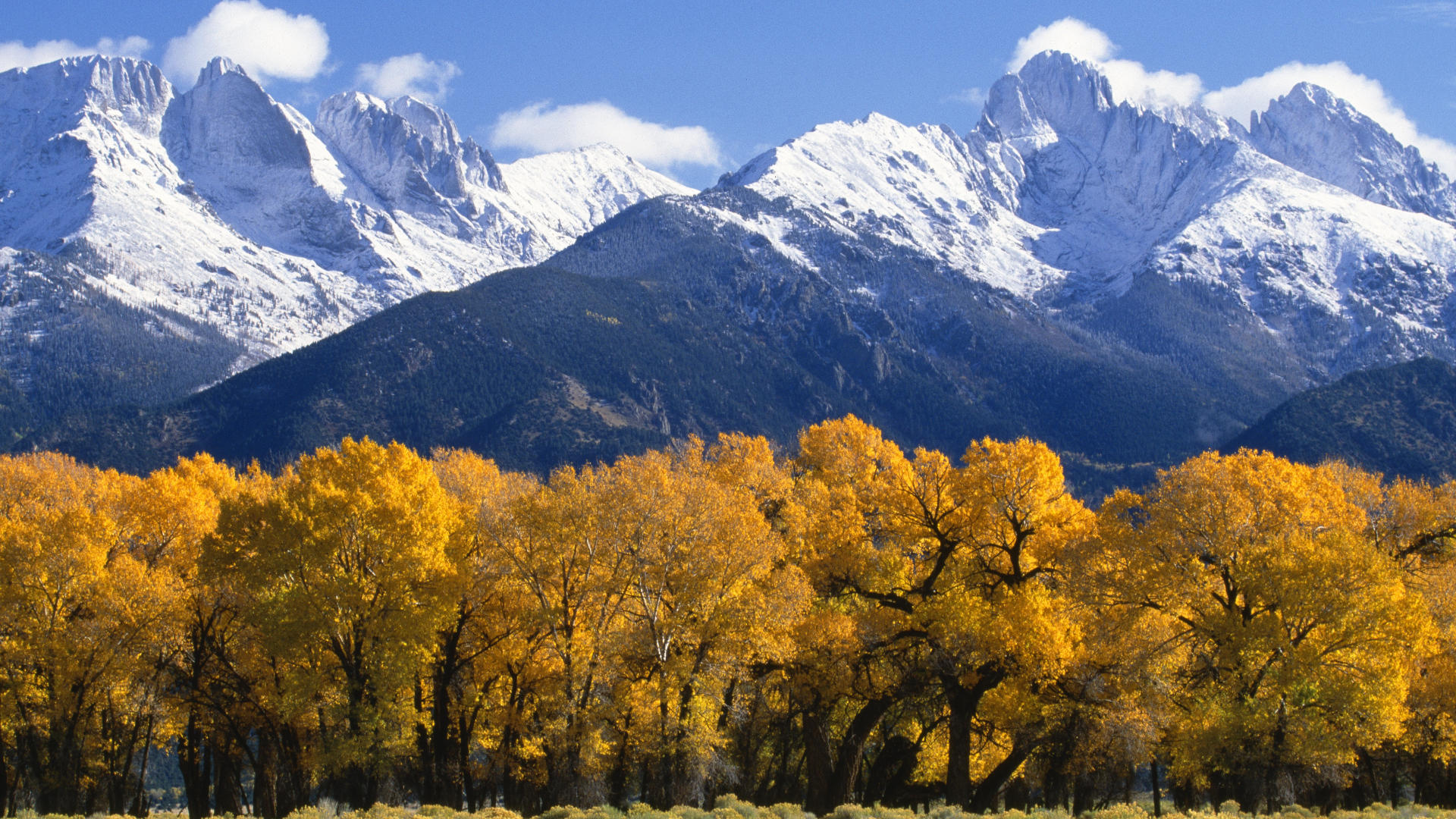 Autumn Colorado Forest Grande National Wallpaper 160924