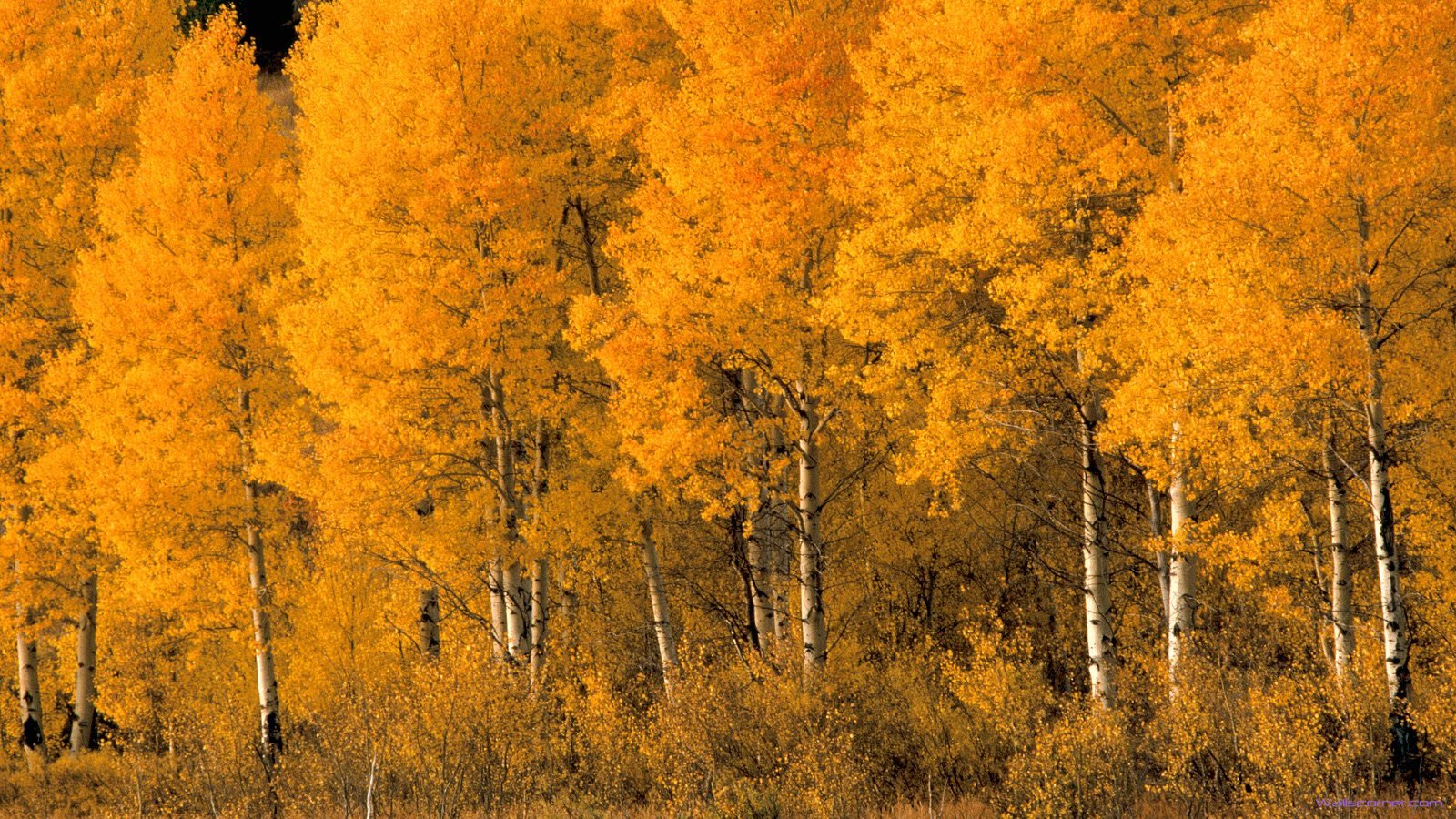 Aspen Trees Montana Iwallhd Wallpaper HD Trees In Fall Montana HD Wallpaper