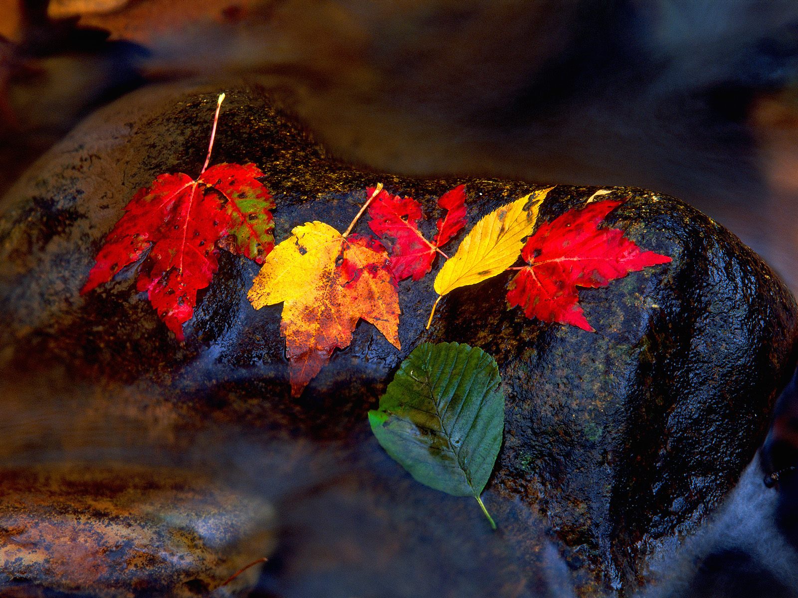 Download Wallpaper autumn foliage usa montana stone leaf, 1600x Autumn Foliage, Lake McDonald, Montana