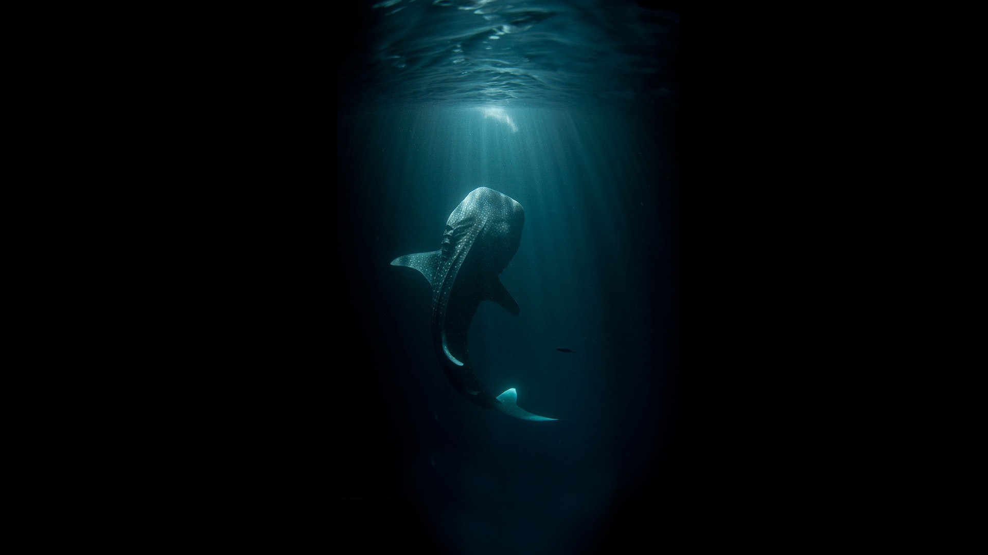 digital Art, Whale Shark Wallpaper HD / Desktop and Mobile Background
