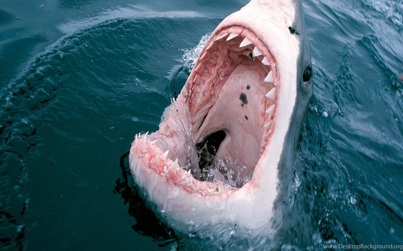 Great White Shark Mouth, 1920x1080 HD Wallpapers And FREE Stock Photo Desktop Backgrounds