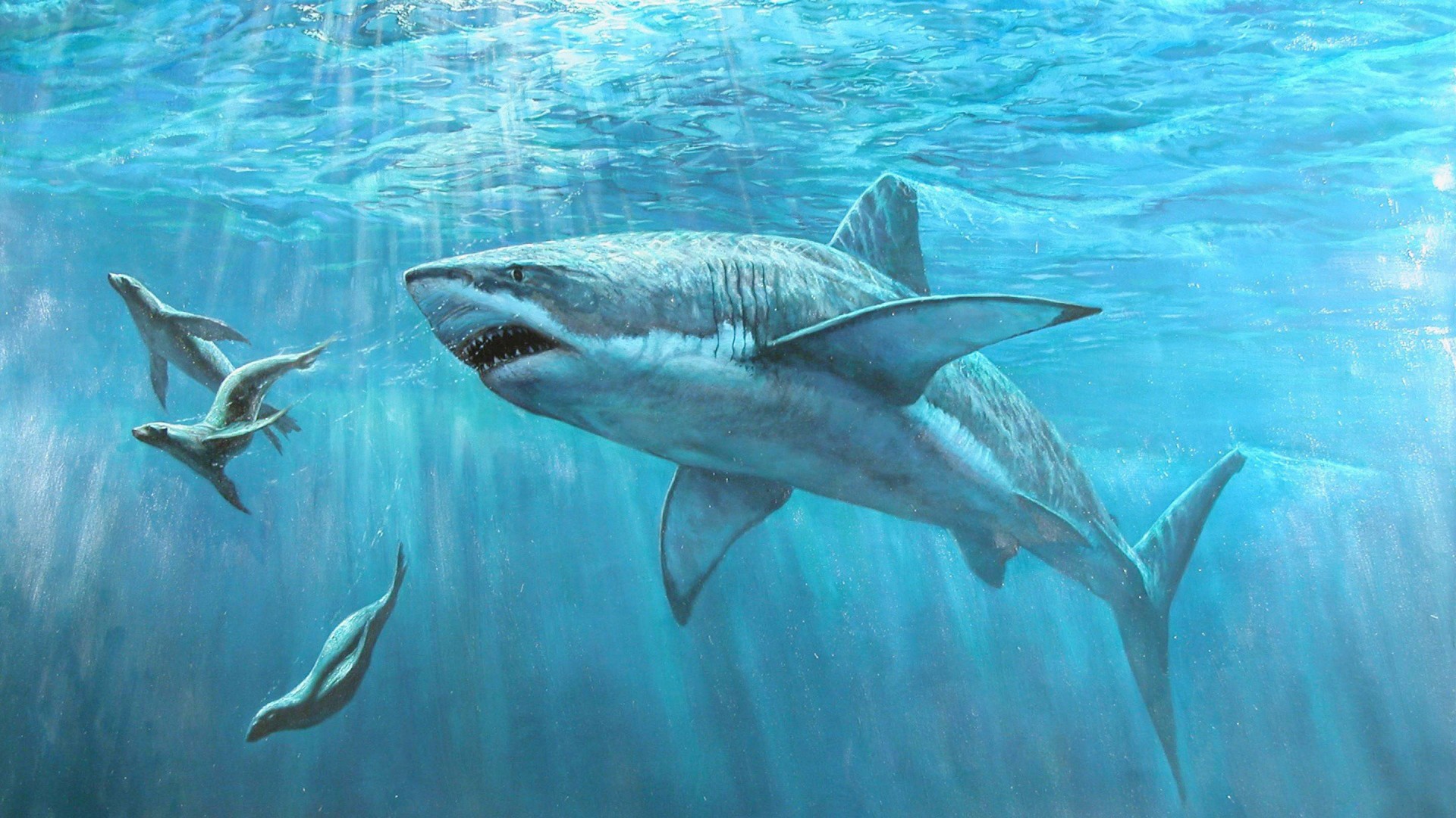 Shark Hunting A Seal Desktop Wallpaper HD, Wallpaper13.com