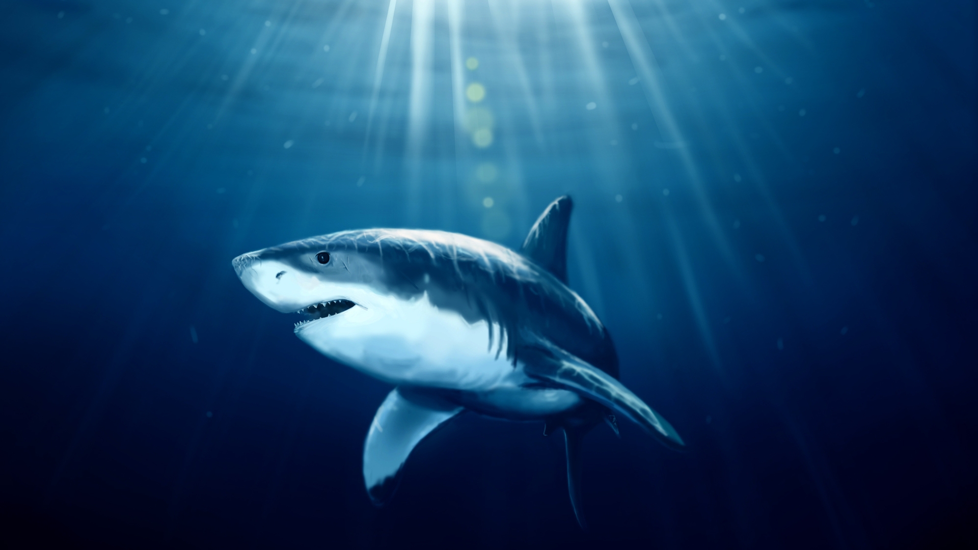 Shark Under Water HD Wallpaper