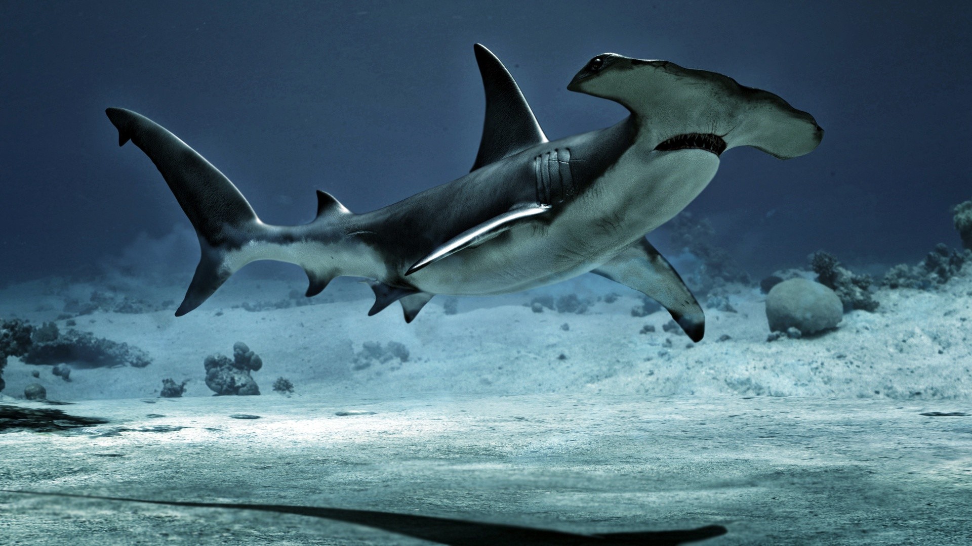 Hammerhead Sharks Wallpaper (best Hammerhead Sharks Wallpaper and image) on WallpaperChat