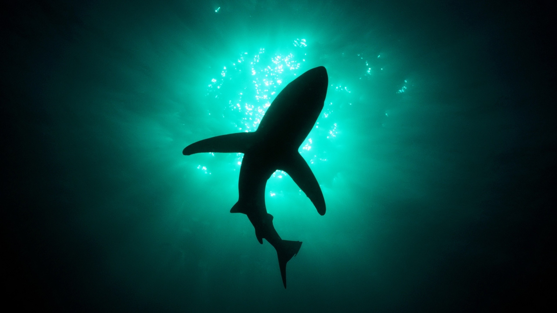 Download Wallpaper Silhouette of shark (1920x1080). The Wallpaper, photo
