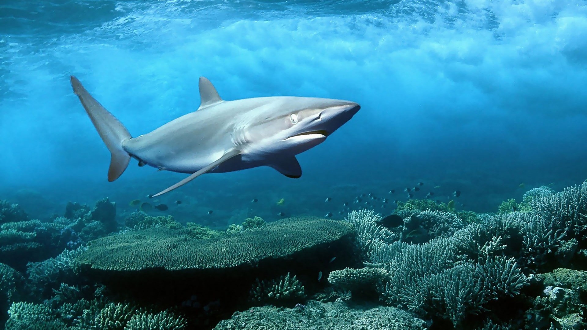 water animals sharks oceans underwater 1920x1080 wallpaper High Quality Wallpaper, High Definition Wallpaper