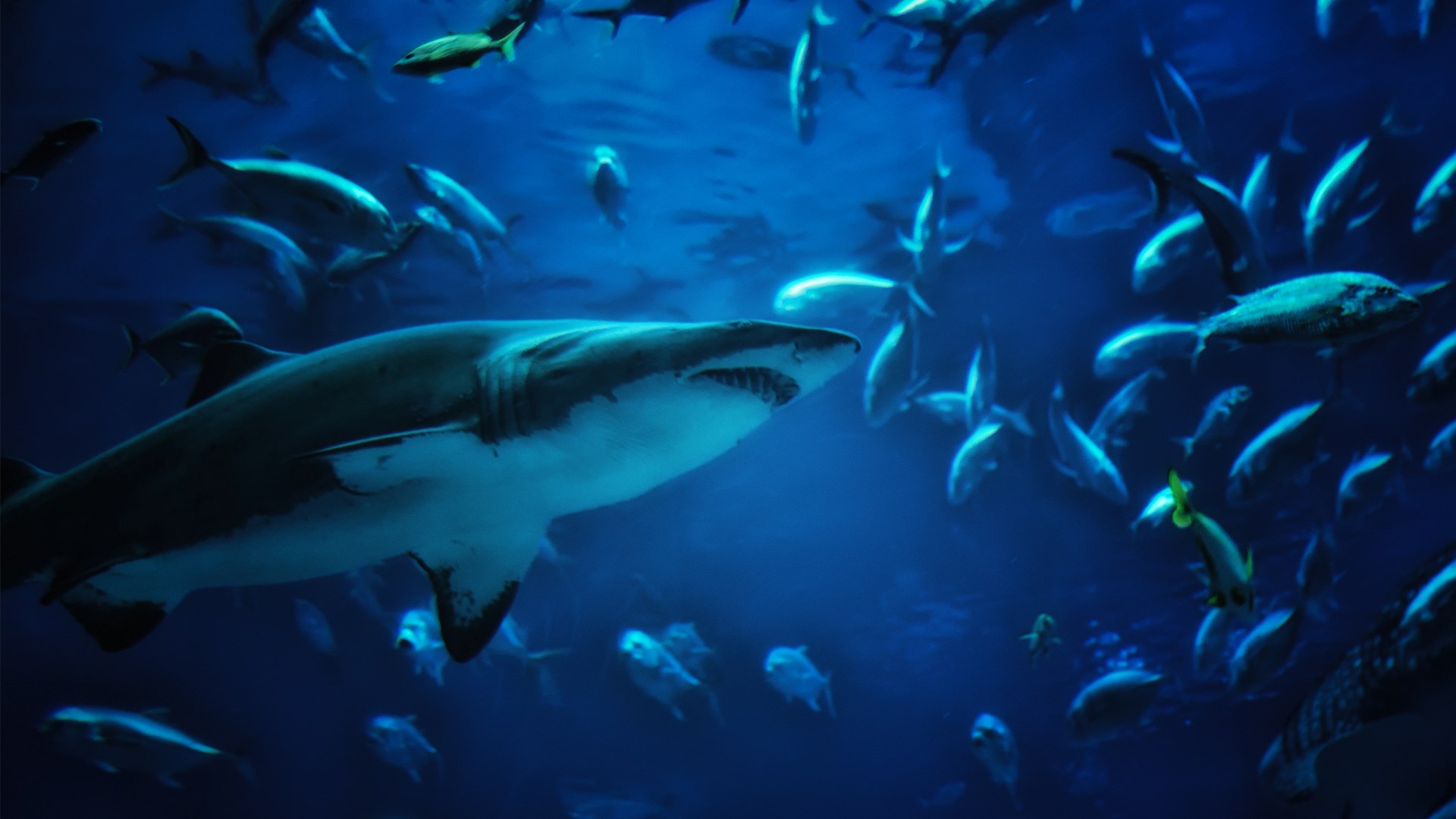 shark HD wallpaper, background