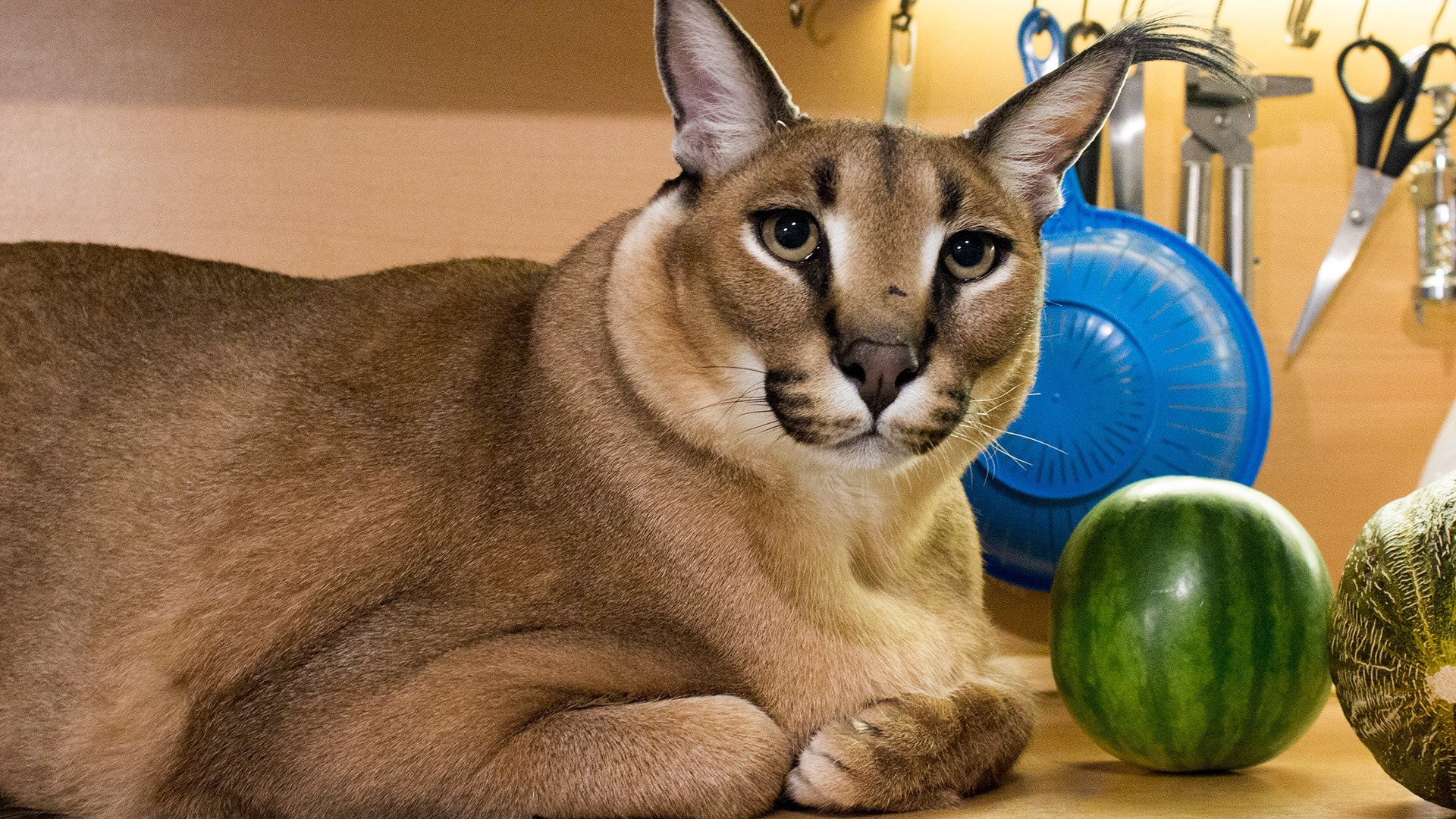 Meet 'Big Floppa' hero of the most popular cat meme of 2020 (PHOTOS)