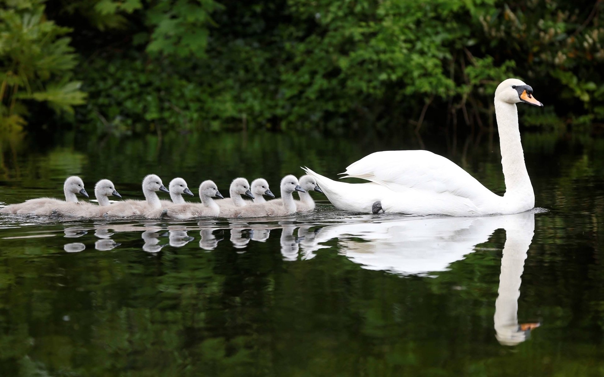 Swan Wallpapers - Wallpaper Cave