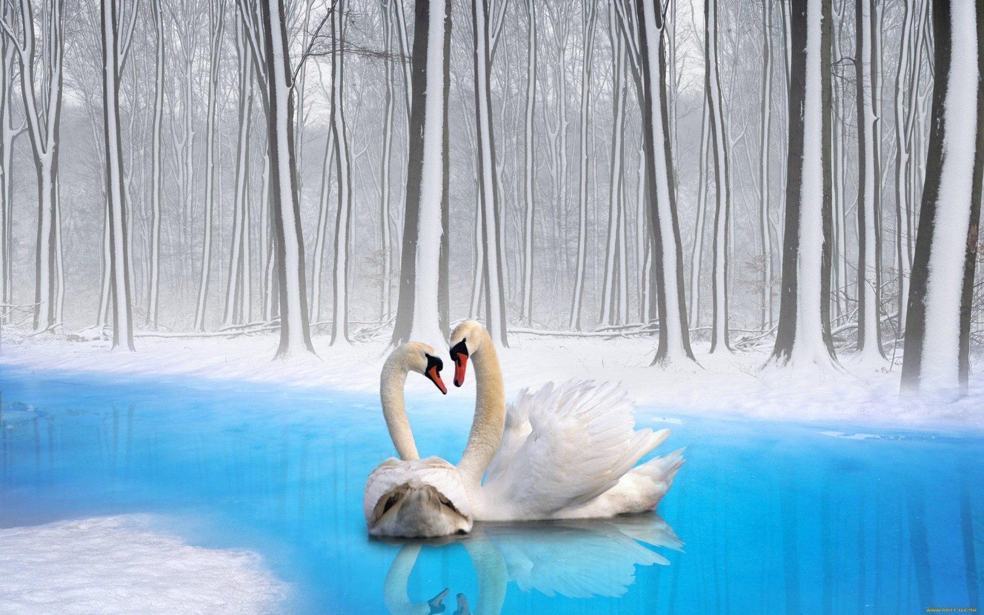 Birds Wallpaper HD Swans River Trees Winter Snow, Wallpaper13.com