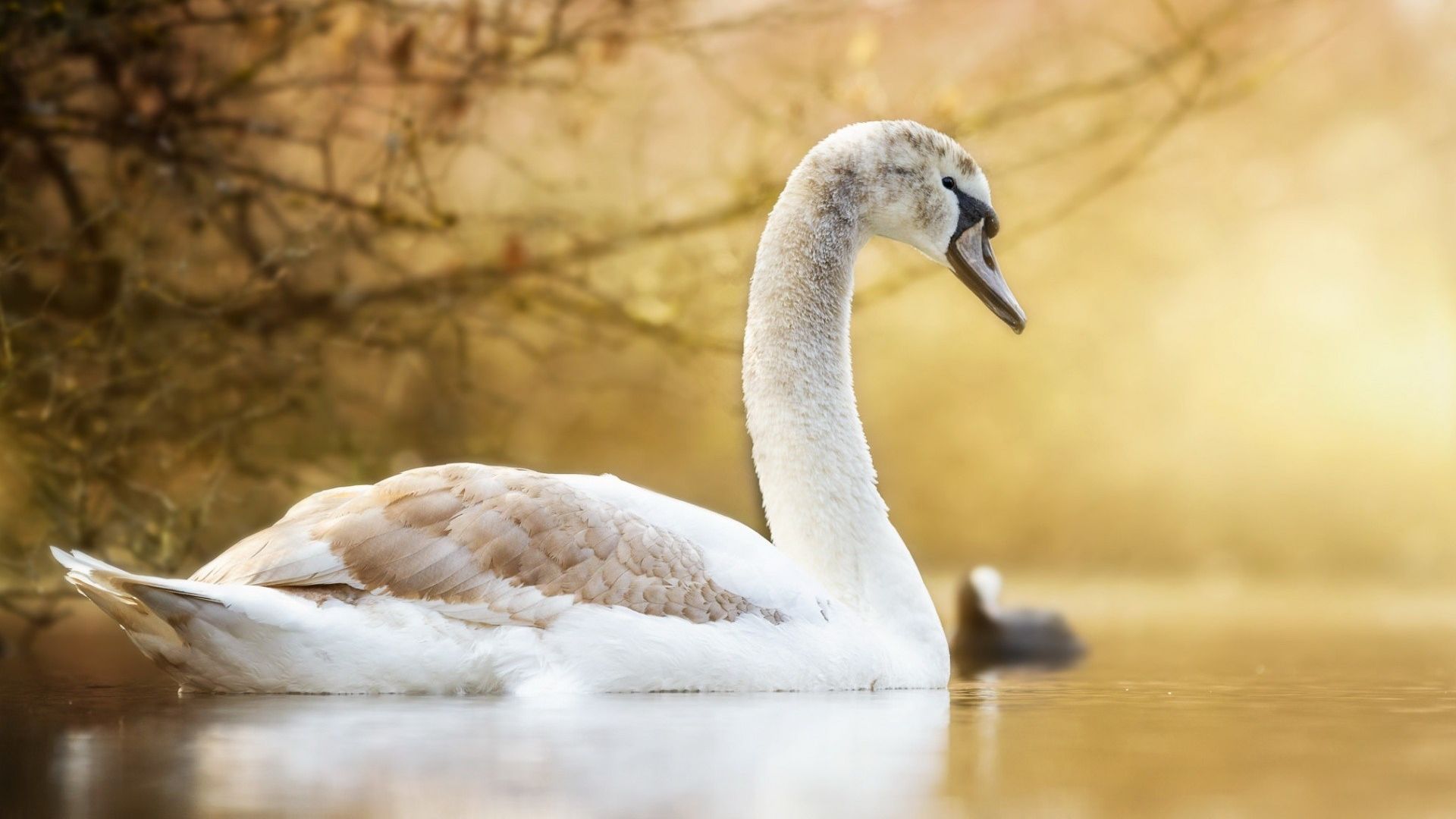 Swan Bird Wallpapers - Wallpaper Cave