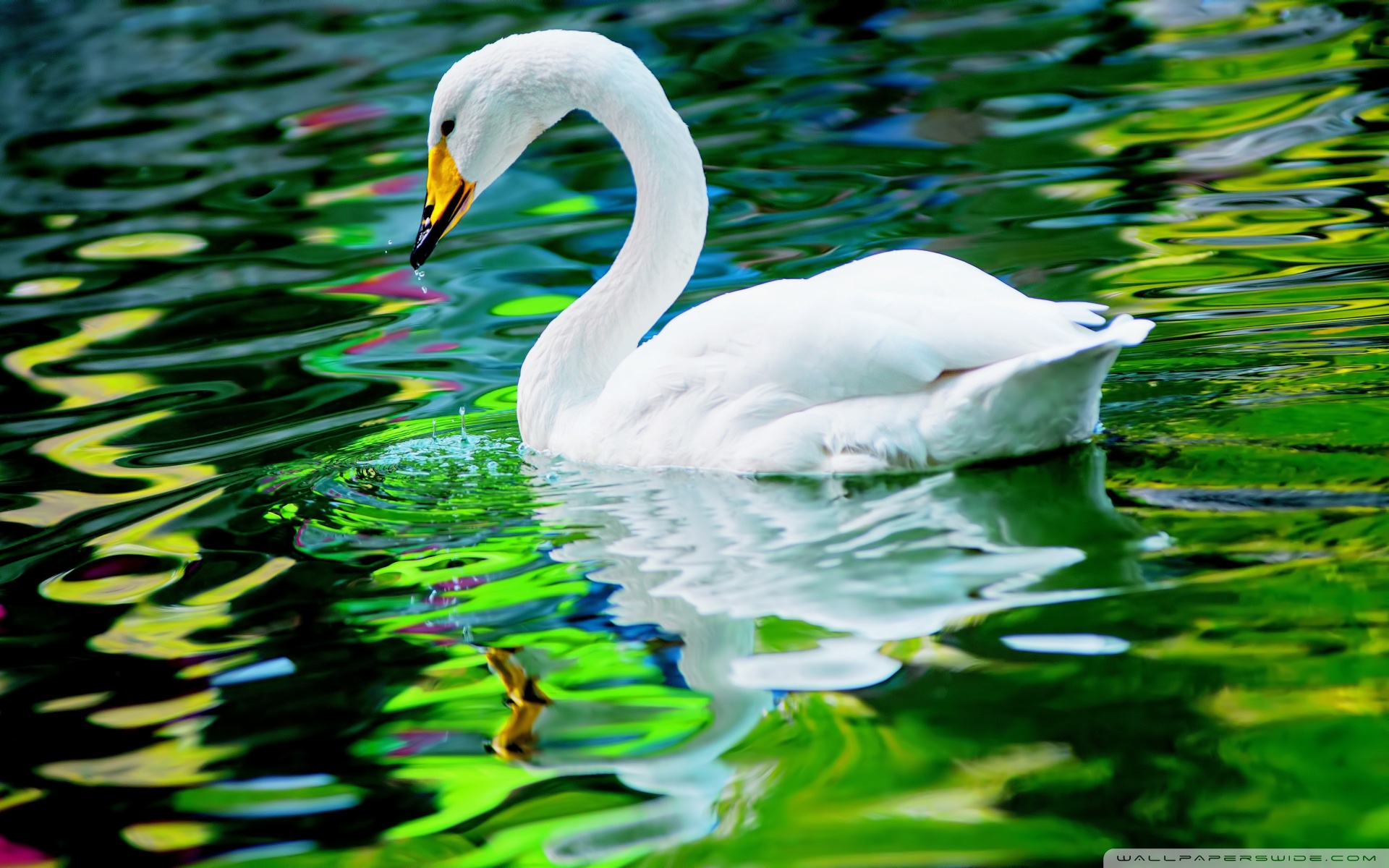 Swan Ultra HD Desktop Background Wallpaper for 4K UHD TV, Multi Display, Dual Monitor, Tablet