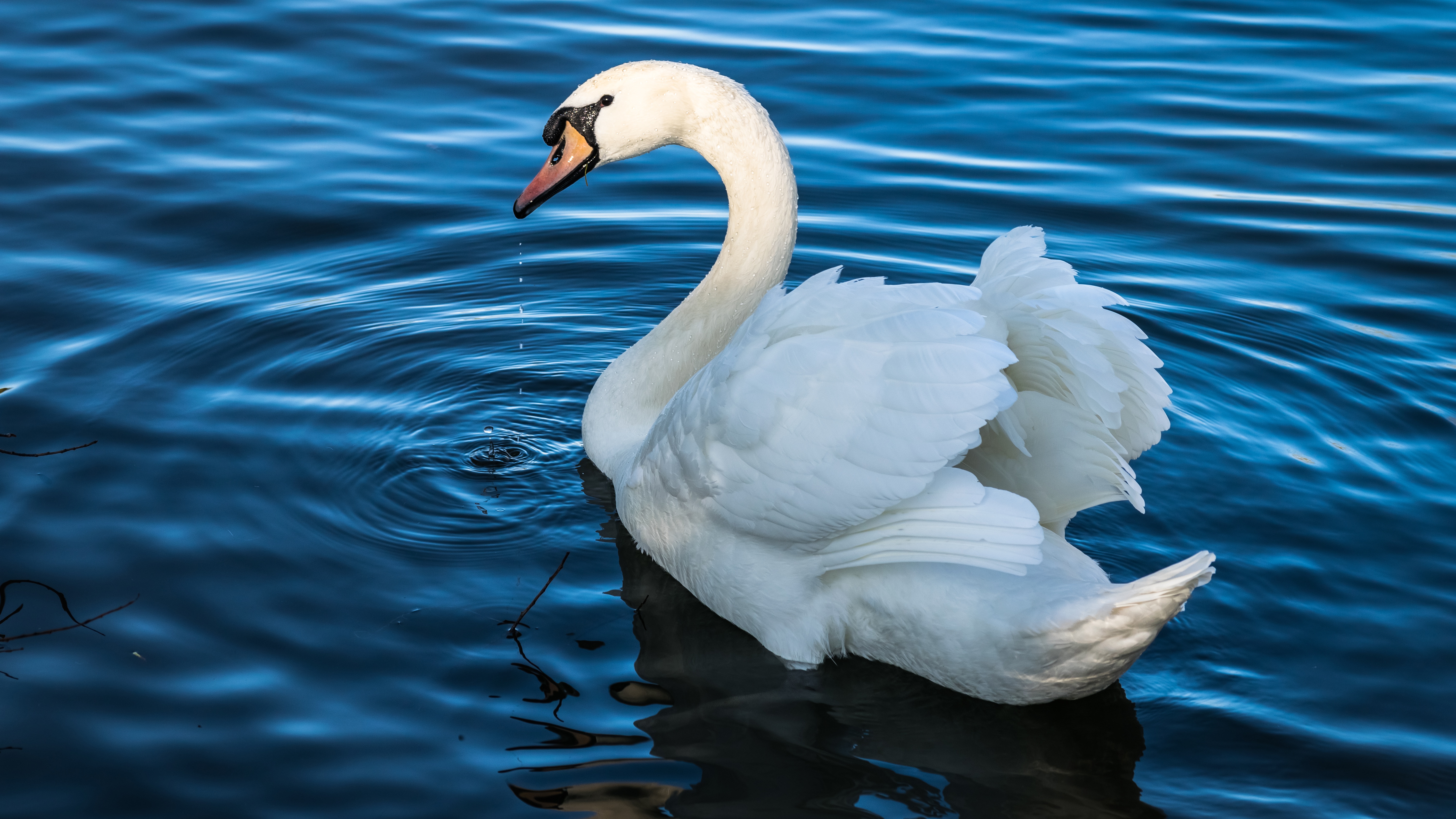 mute swan HD wallpaper, background
