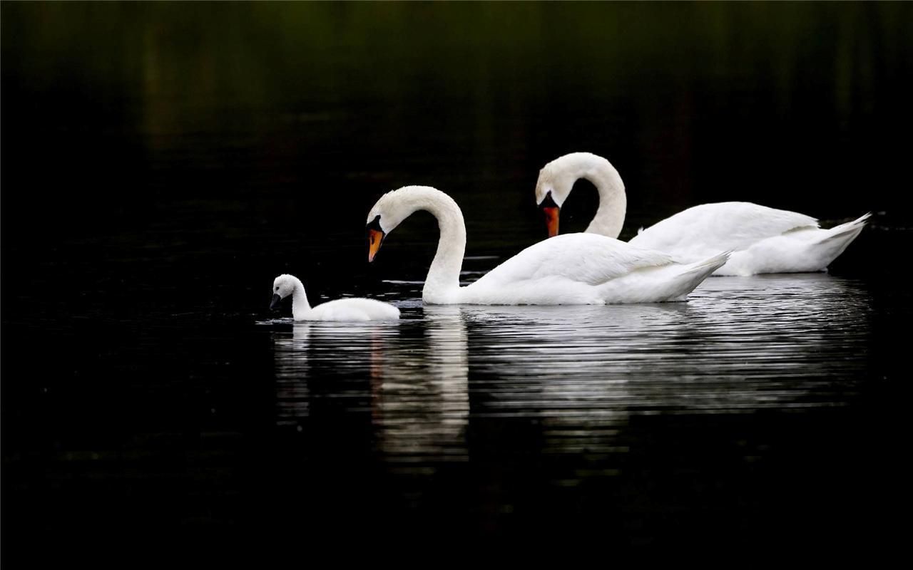 BEAUTIFUL SWAN FAMILY GLOSSY POSTER PICTURE PHOTO cool cute white bird baby 2120. eBay. Lake animals, Swan wallpaper, Swan
