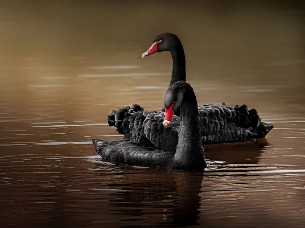 Beautiful Black Swan Wallpaper