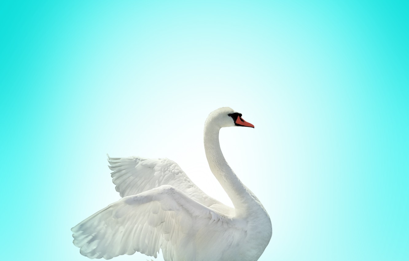 Wallpaper swan, bird, lake image for desktop, section животные