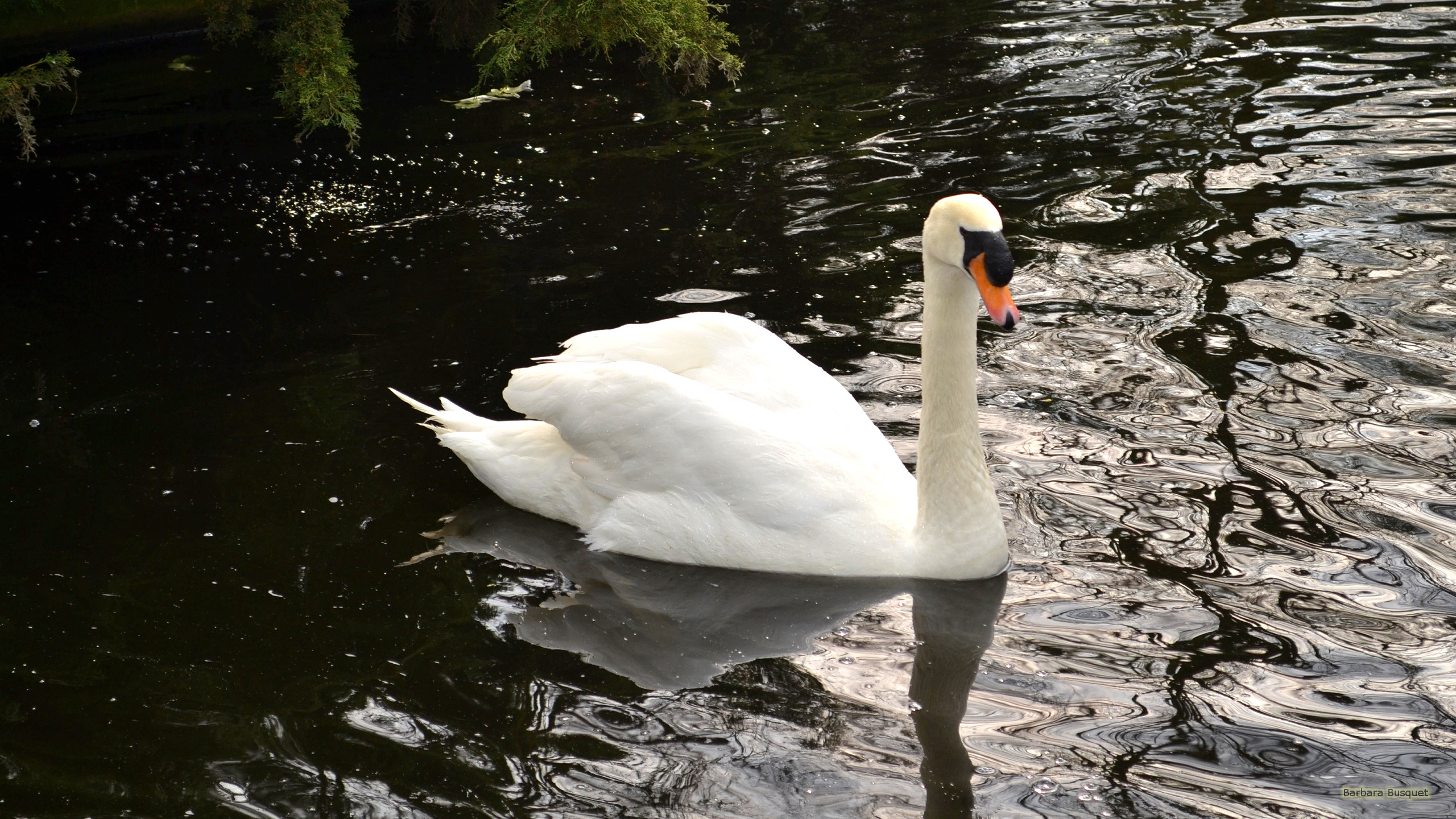 Swans's HD Wallpaper