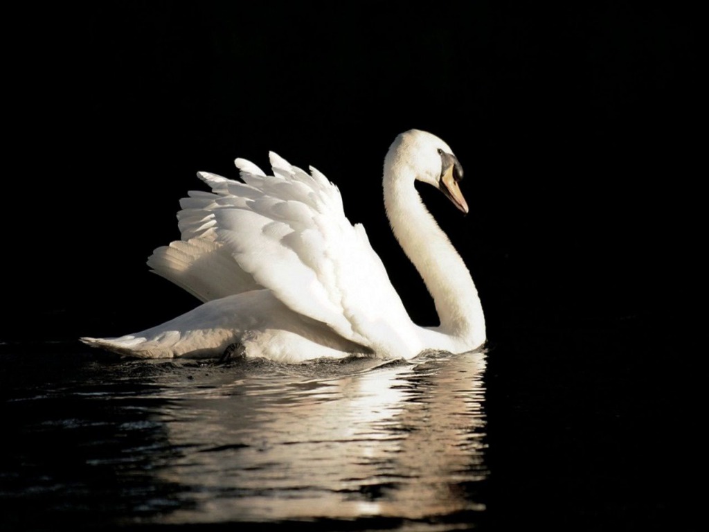 Beautiful Swan