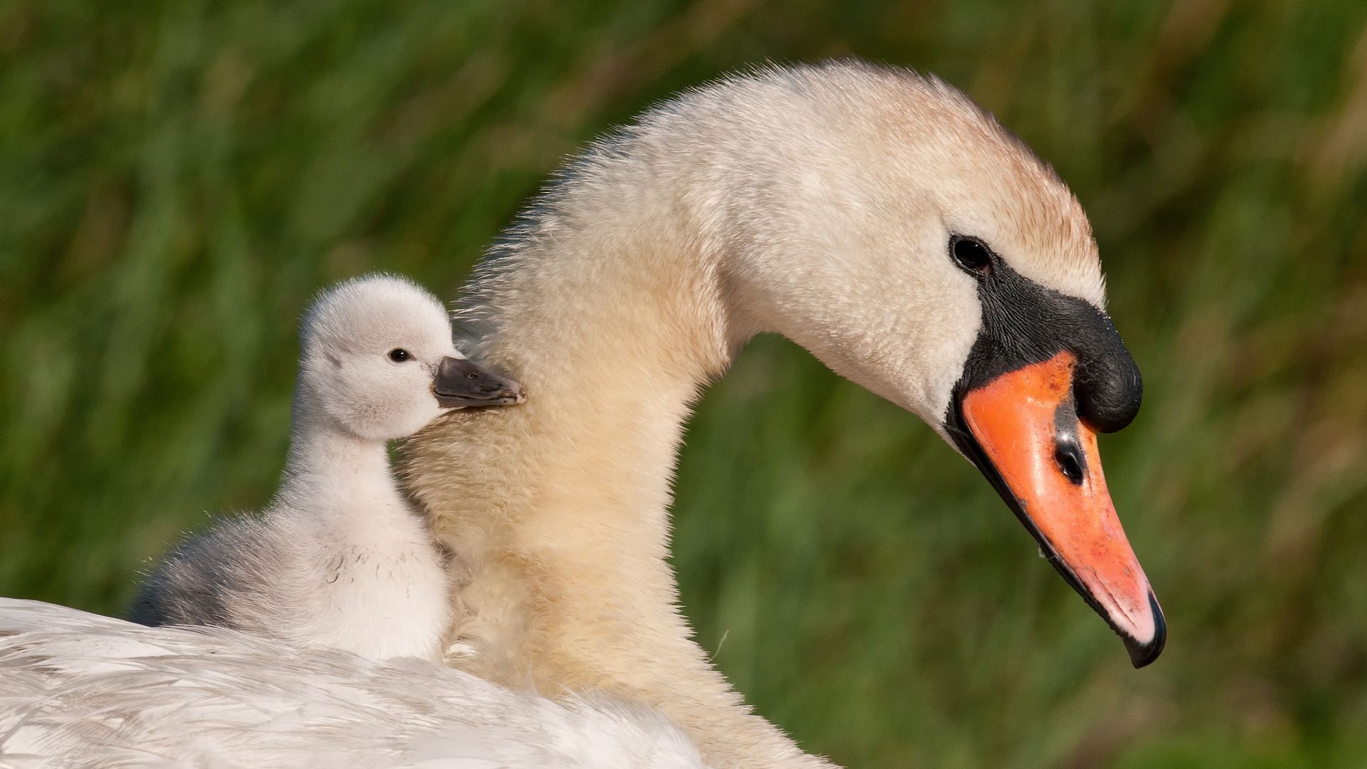 Desktop Wallpaper Swan, Baby Swan, Birds, HD Image, Picture, Background, Bbbd51
