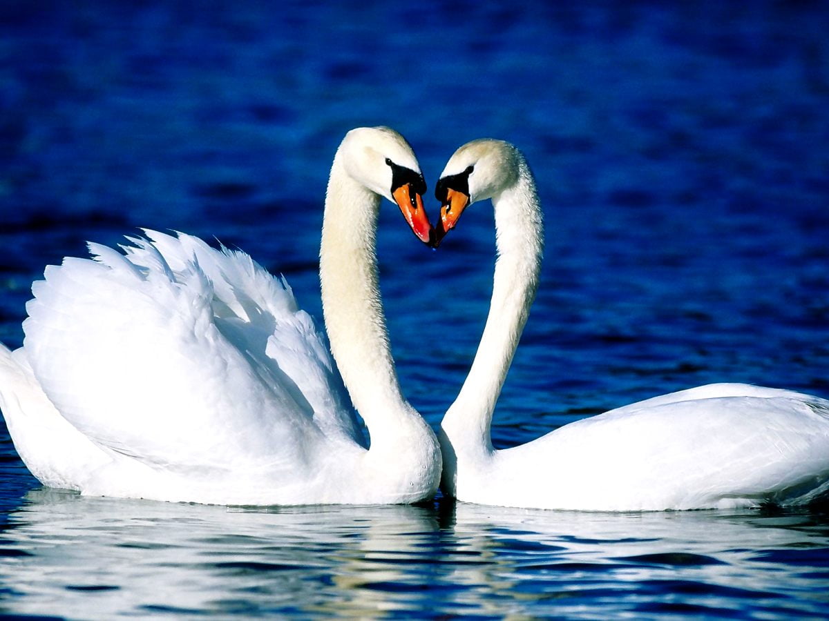 Swan, Bird, Reflection background image. FREE Best image