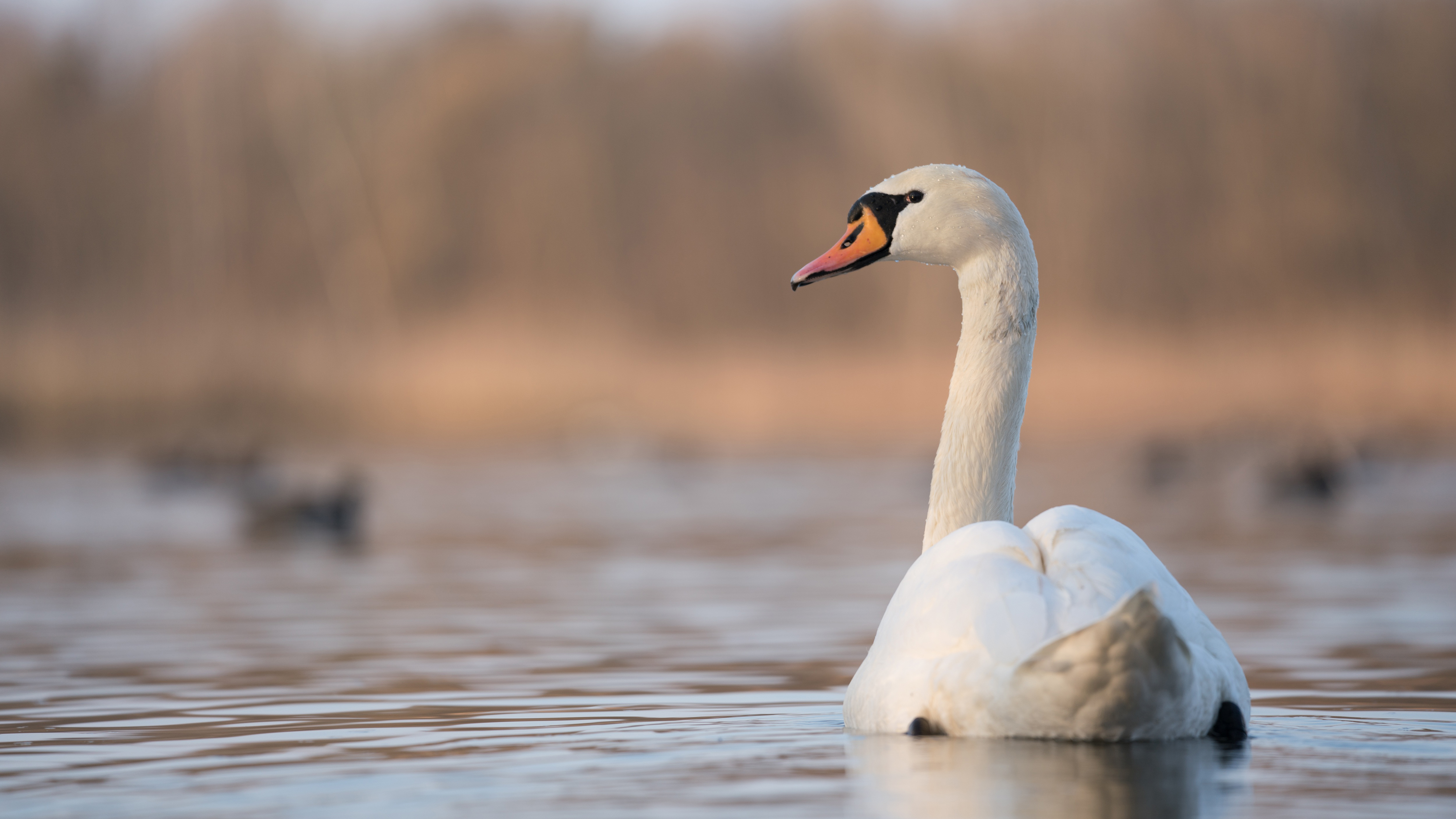 White Swan Is Swimming On Water 4K 5K HD Birds Wallpaper