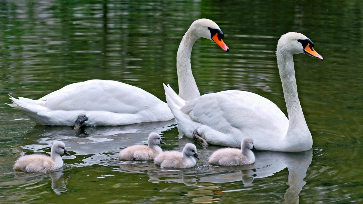 Water birds family animals swans baby birds wallpaperx1440