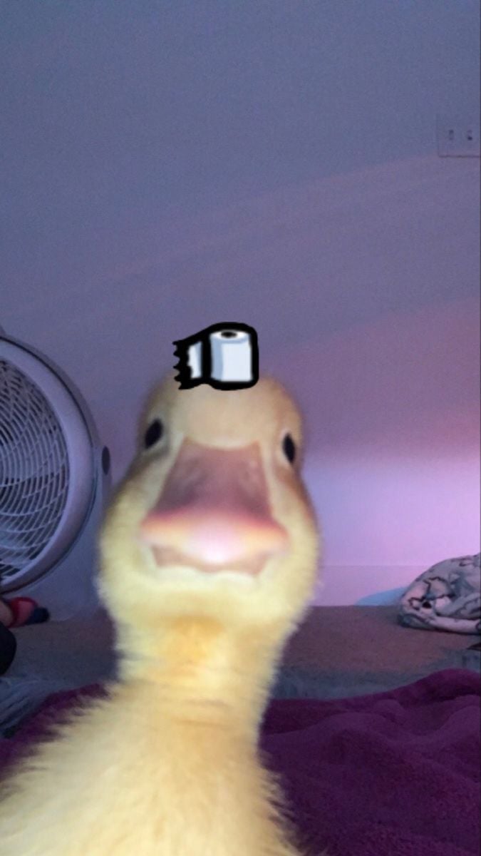 Fan account duck Shop for