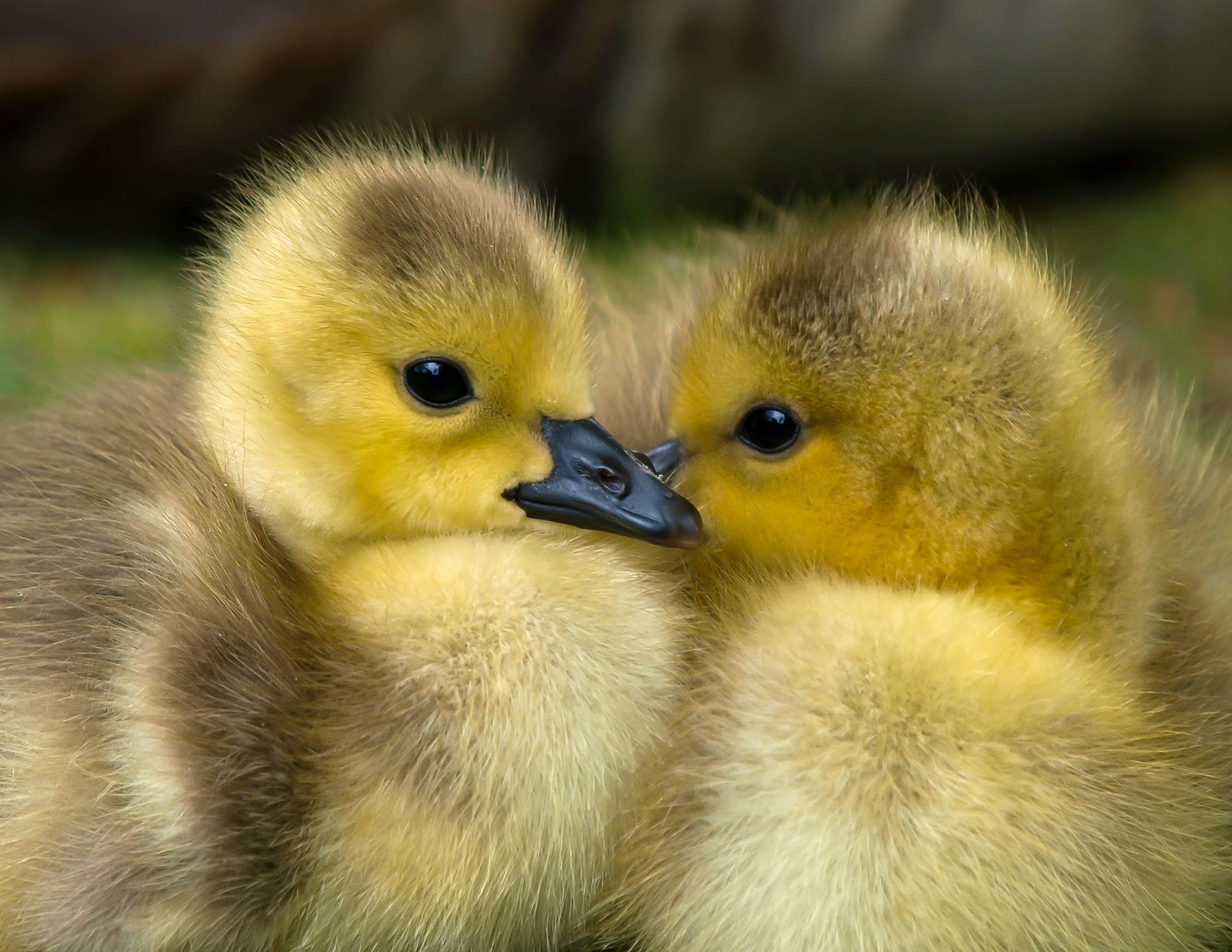 Yellow Ducklings Closeup Photography · Free