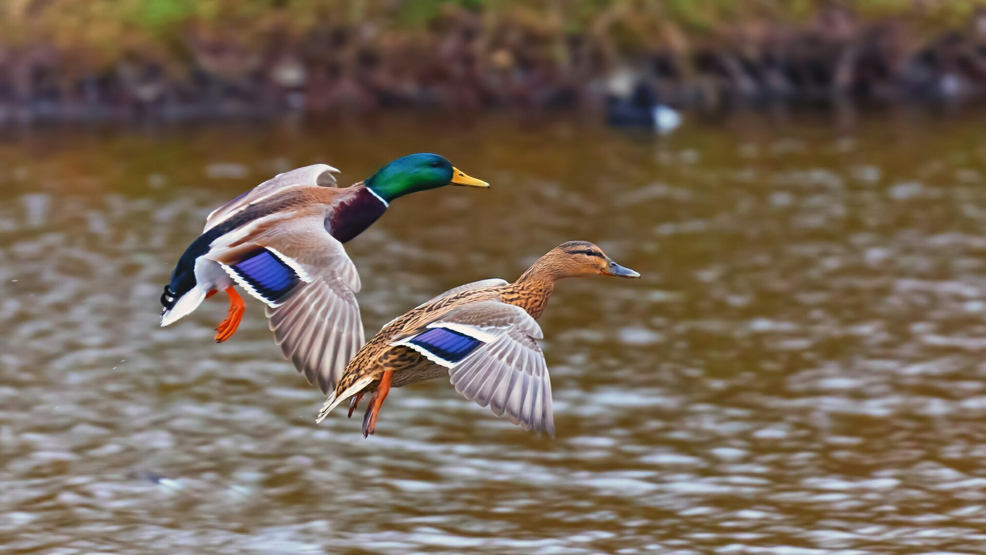 Ducks Unlimited iPhone Wallpaper