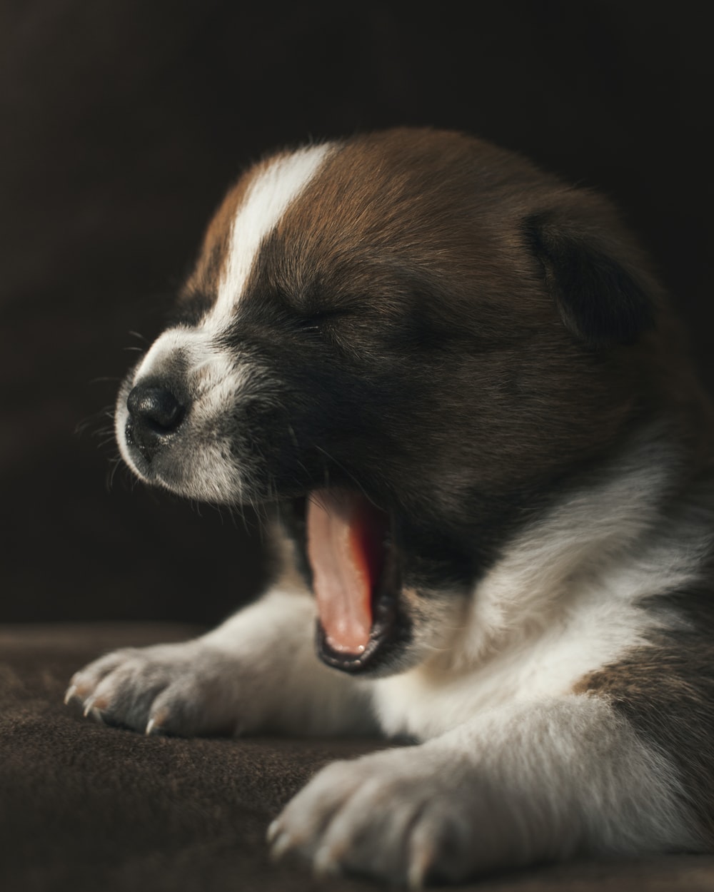 Dog Yawning Picture. Download Free Image