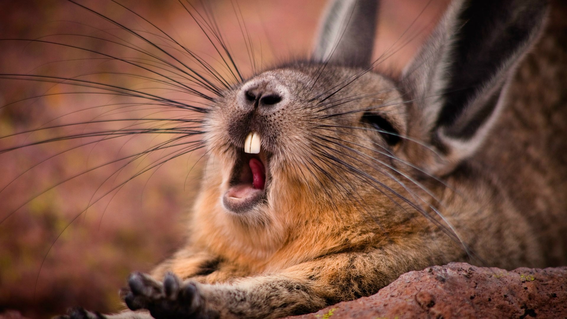 Wallpaper, animals, wildlife, whiskers, rabbits, yawning, mammals, rodent, fauna, mammal, vertebrate, close up, yawn 1920x1080