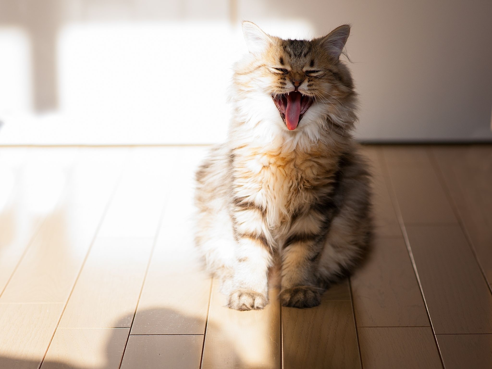 Wallpaper, cat, yawn, open mouth, parquet, fluffy 2048x1536