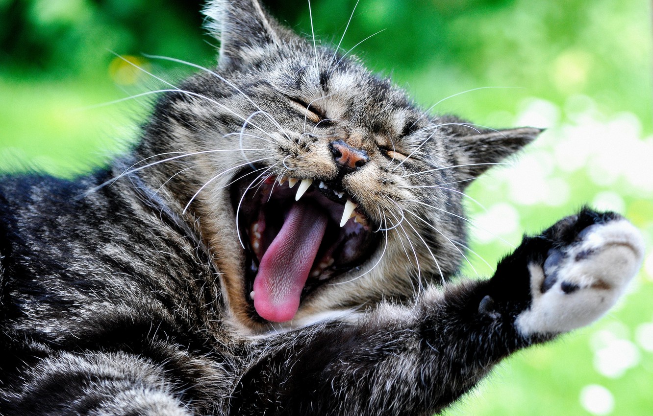 Wallpaper cat, cat, paw, face, yawn, cat image for desktop, section кошки