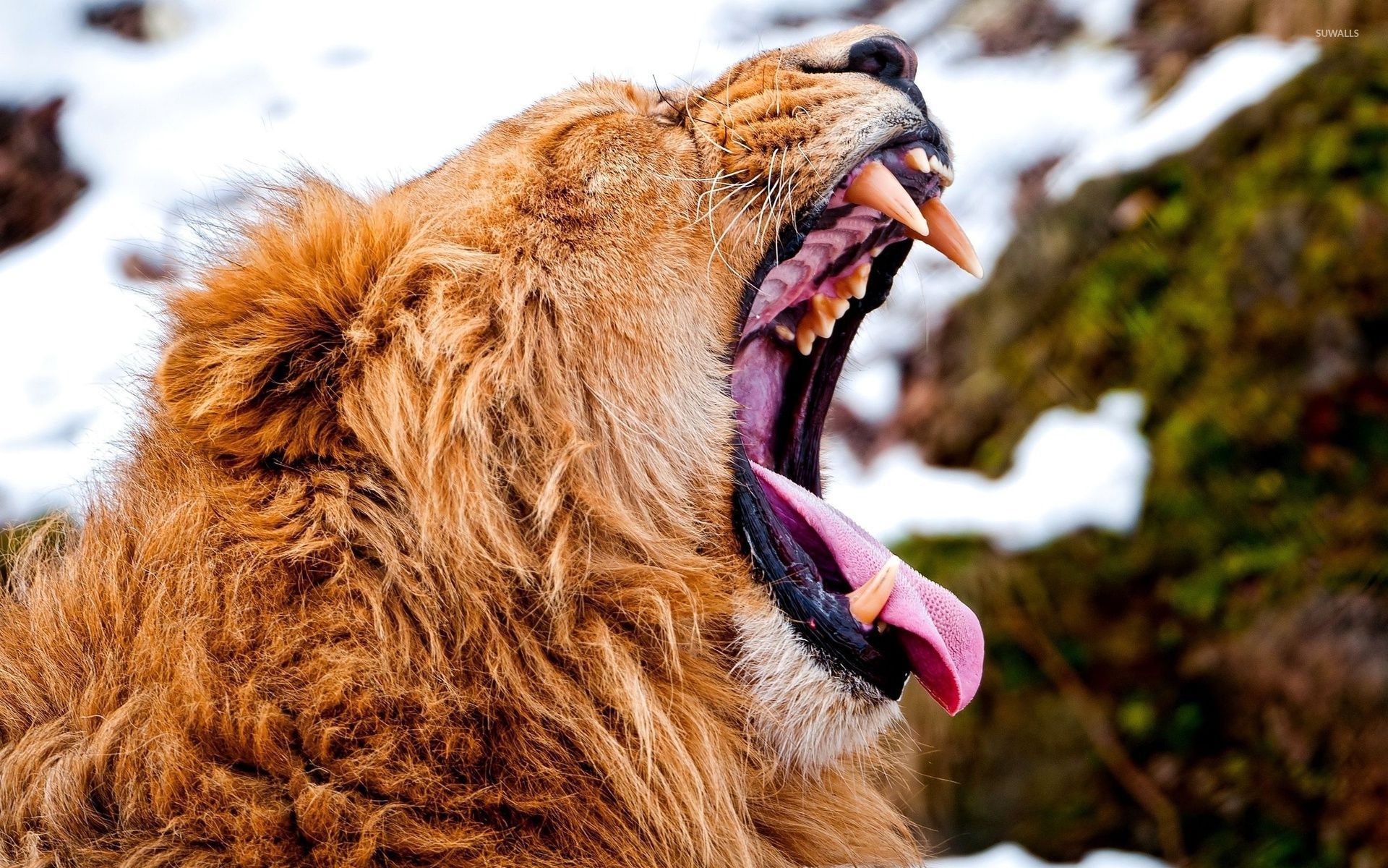 Lion Yawning Wallpaper HD