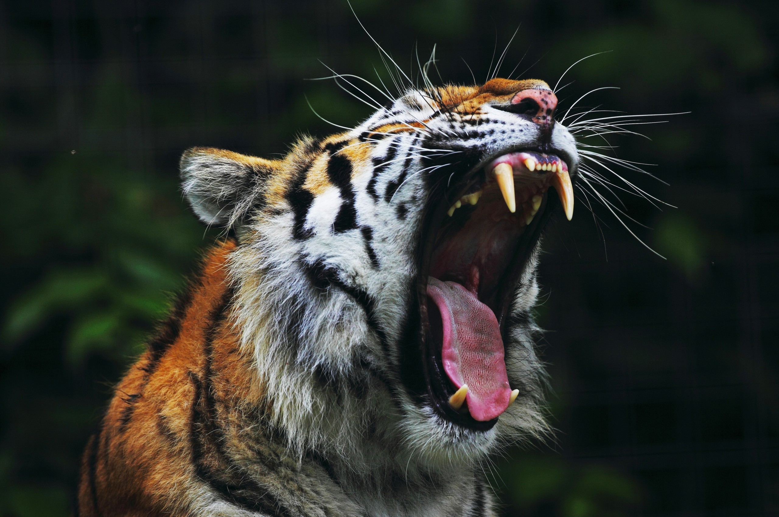 Download 2560x1700 Tiger, Yawn, Predator, Mouth, Teeth, Tongue, Big Cats Wallpaper for Chromebook Pixel