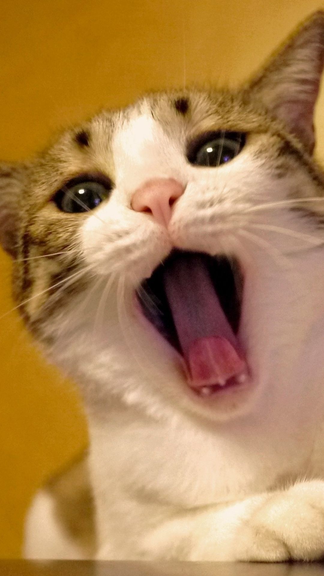 Download Wallpaper 1080x1920 Cat, Yawn, Face, Beautiful Sony Xperia Z1, ZL, Z, Samsung Galaxy S4, HTC One HD Background. Cat yawning, Cats, Animals beautiful