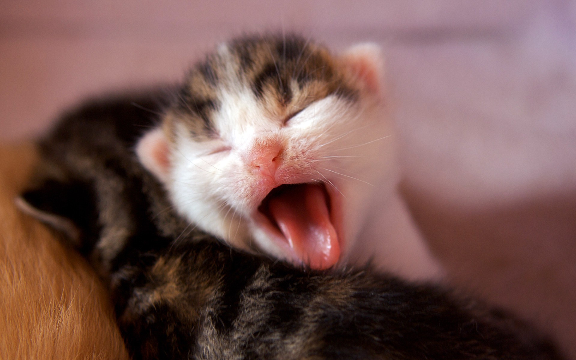 Wallpaper, 1920x1200 px, cat, kitten, yawn 1920x1200