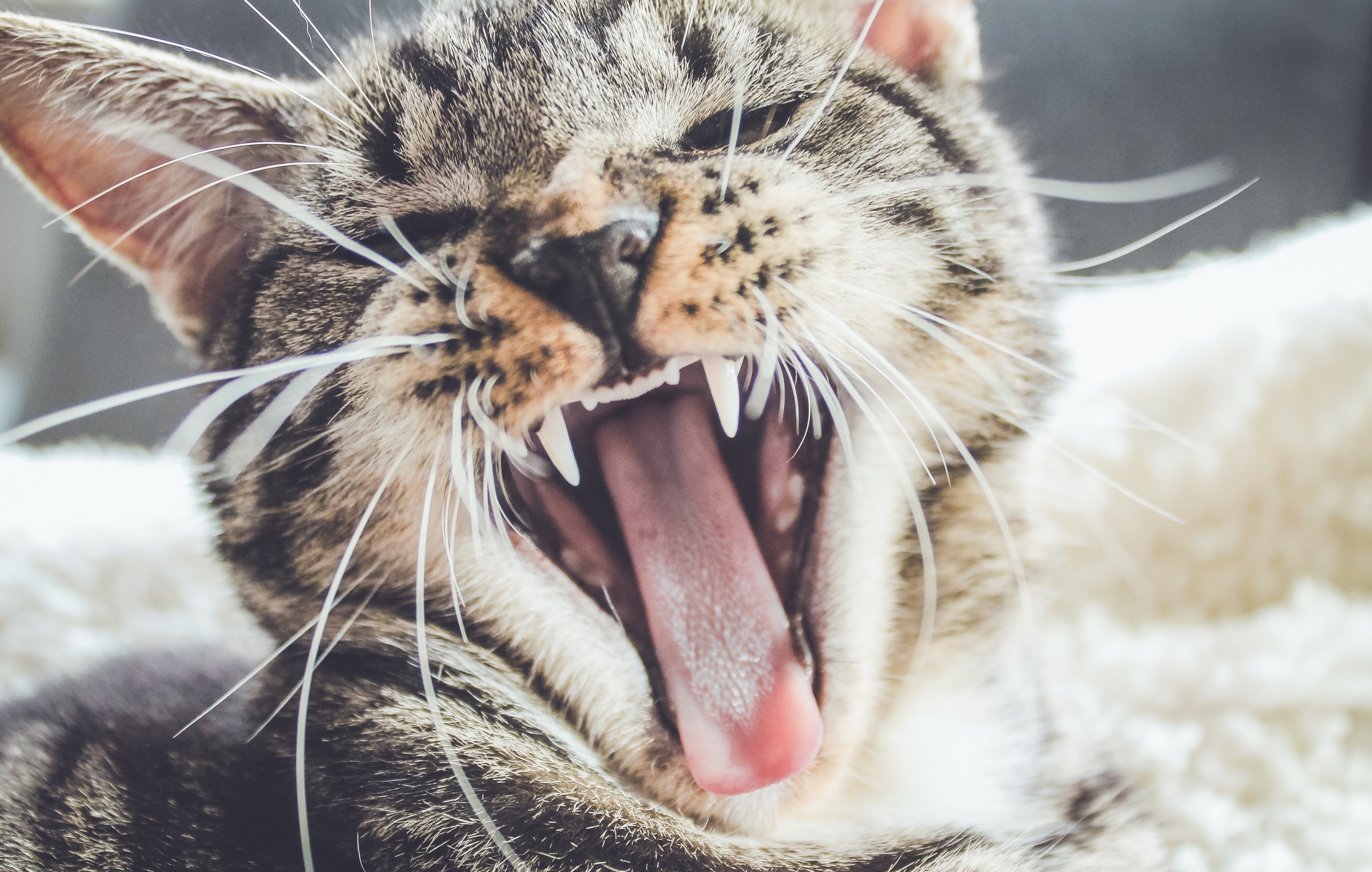 Download 3600x2289 Cat, Close Up, Teeth, Yawn Wallpaper