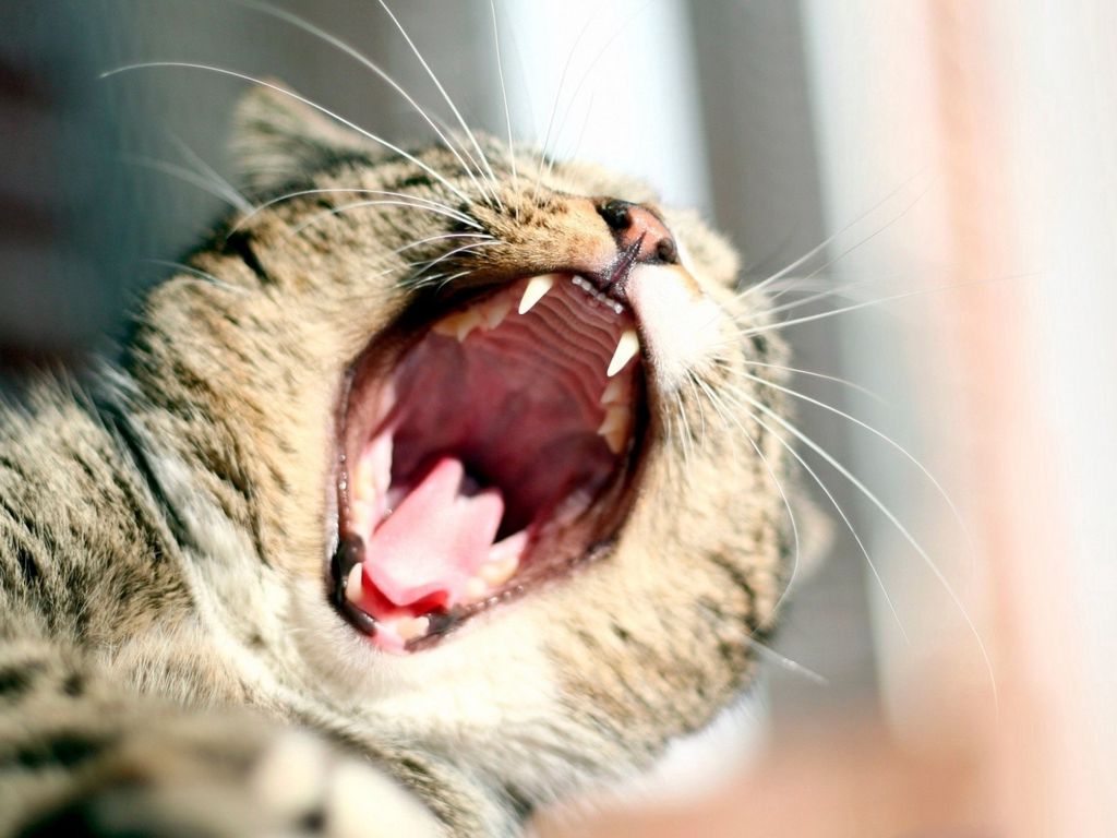 Download wallpaper 1024x768 cat, yawn, mouth standard 4:3 HD background
