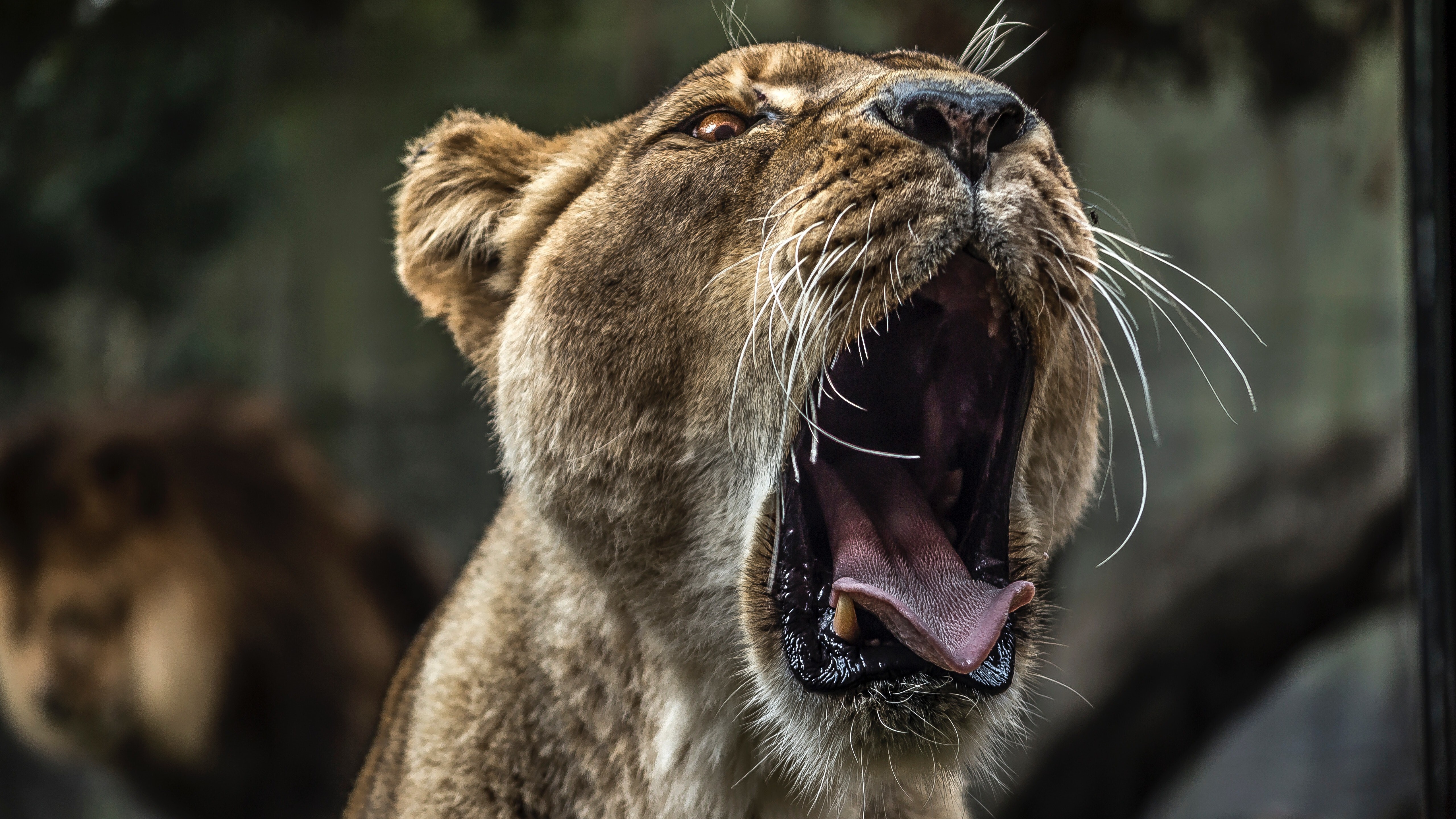 Wild Lion Opening Mouth in a Huge Yawn 5K Wallpaper