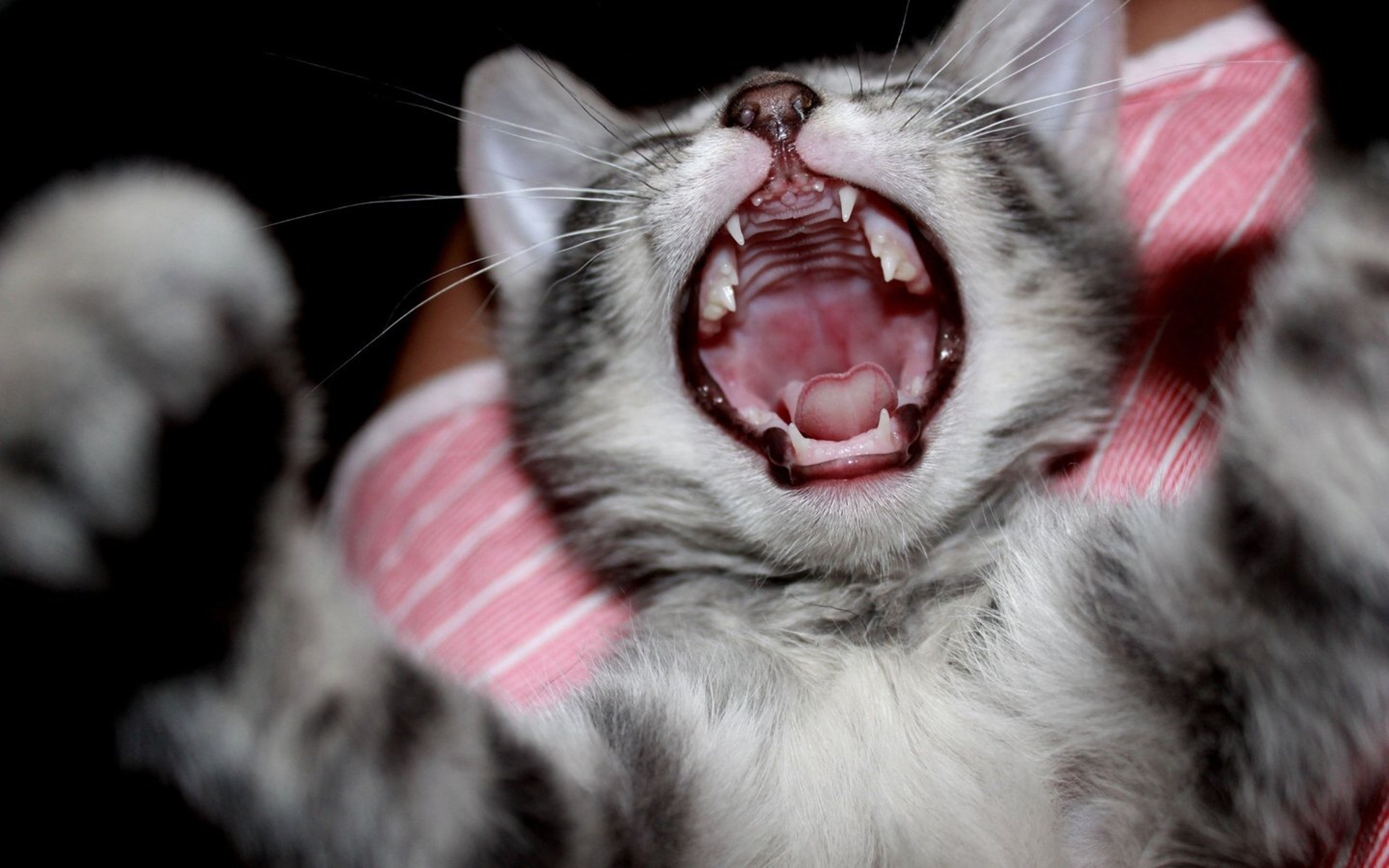 Cute kitten yawn wallpaperx1200