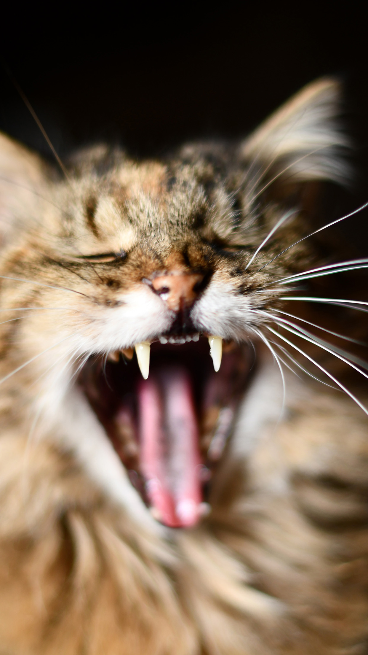 iPhone7 wallpaper. cat animal yawn nature cute