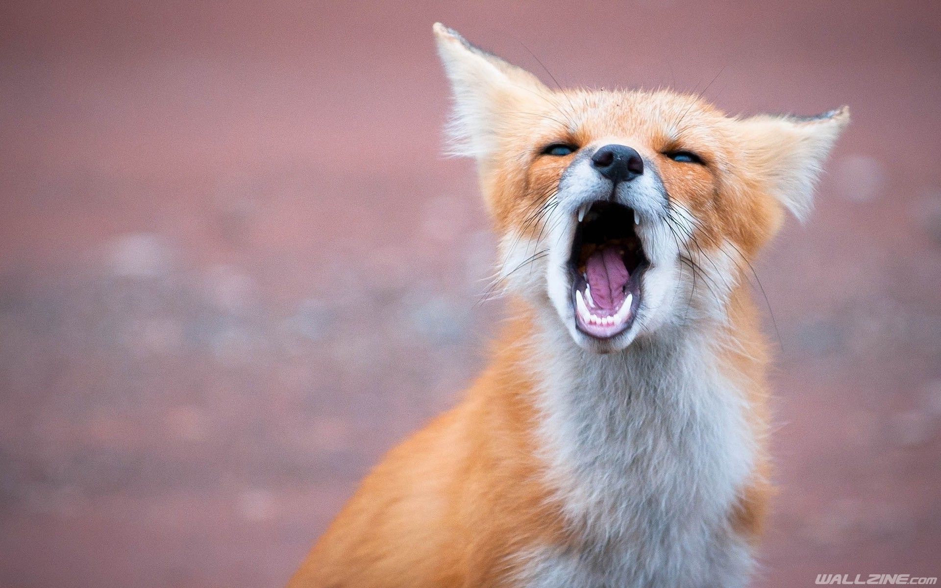 Yawning Fox. Zoo animals photo, Dog yawning, Fox