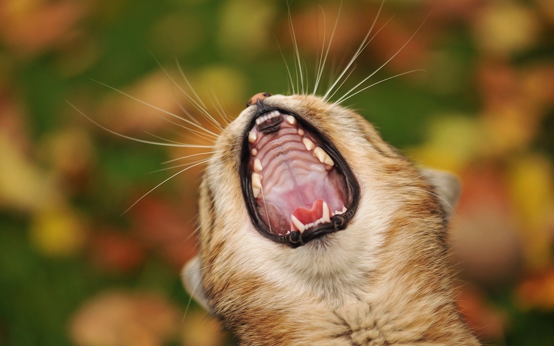 Animal Yawn Wallpaper