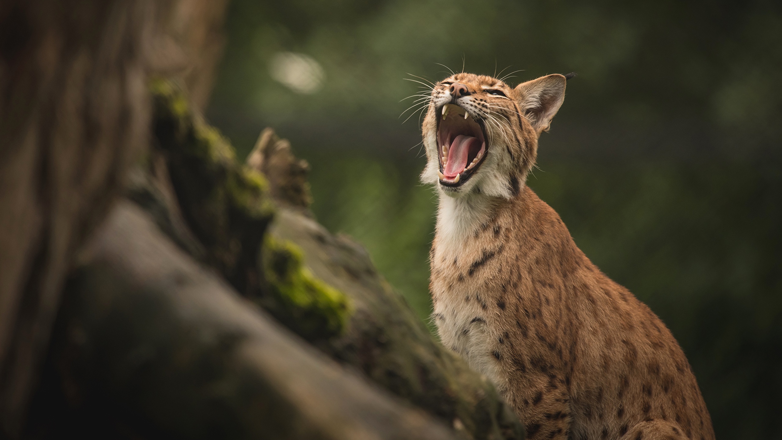 Photos lynxes Tongue yawning Animals 2560x1440