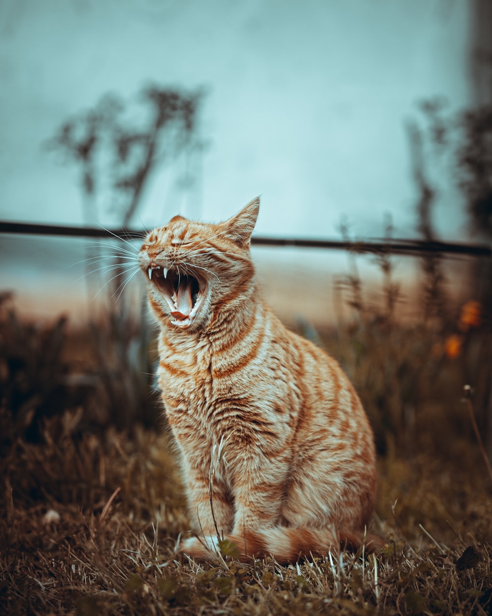 Cat Yawning Picture. Download Free Image